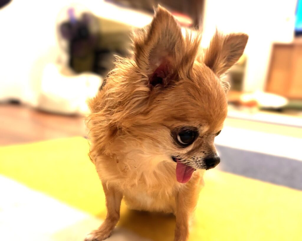 首をかしげて飼い主の声を聞くチワワのラテまる