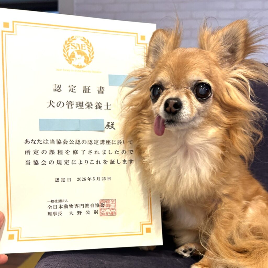 犬の管理栄養士の認定証書と保護犬チワワのラテまる