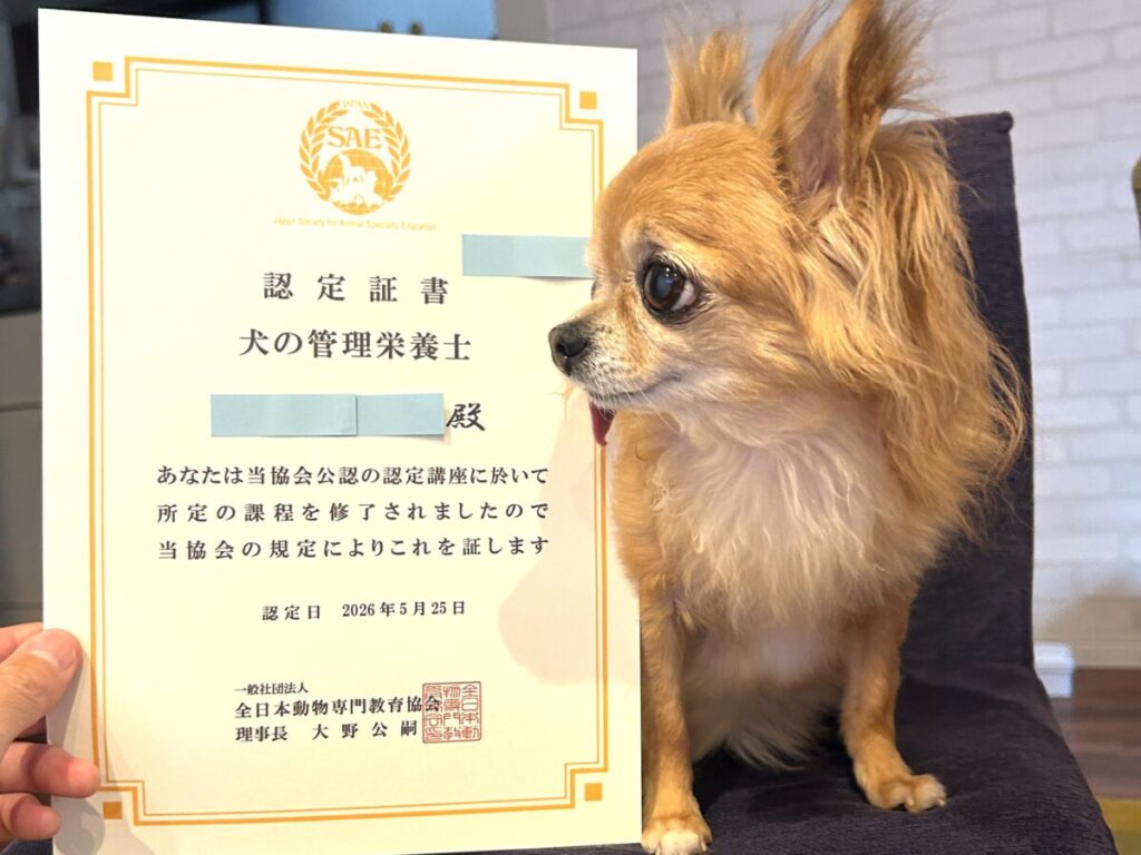 犬の管理栄養士の資格認定証と保護犬チワワのラテまる