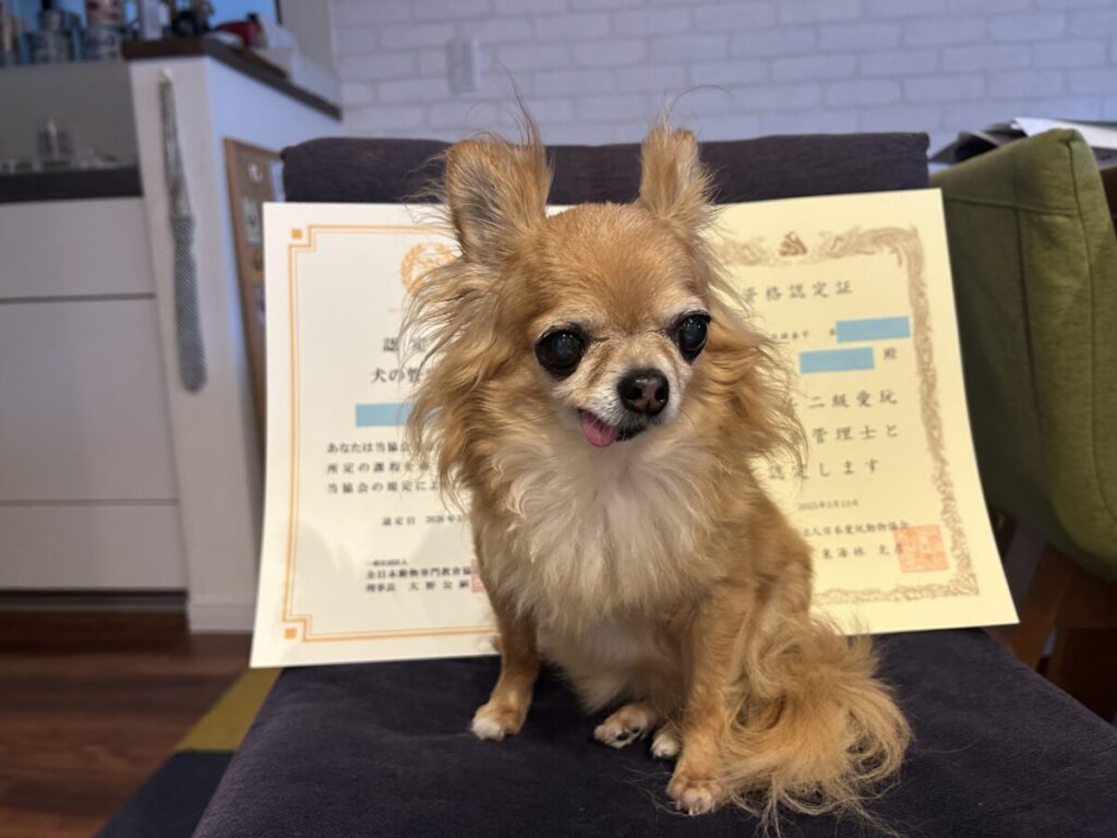 犬の管理栄養士と愛玩動物飼養管理士2級の認定証と保護犬チワワのラテまる
