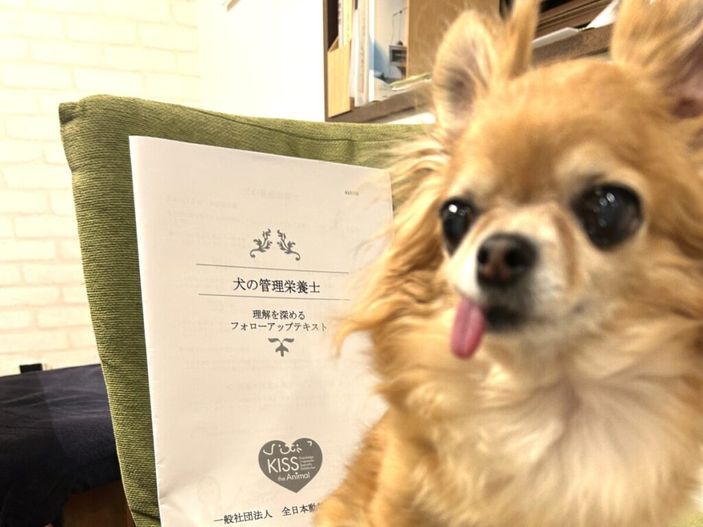 犬の管理栄養士のフォローアップテキストと保護犬チワワのラテまる