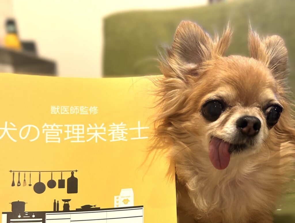 犬の管理栄養士のテキストと保護犬チワワのラテまる