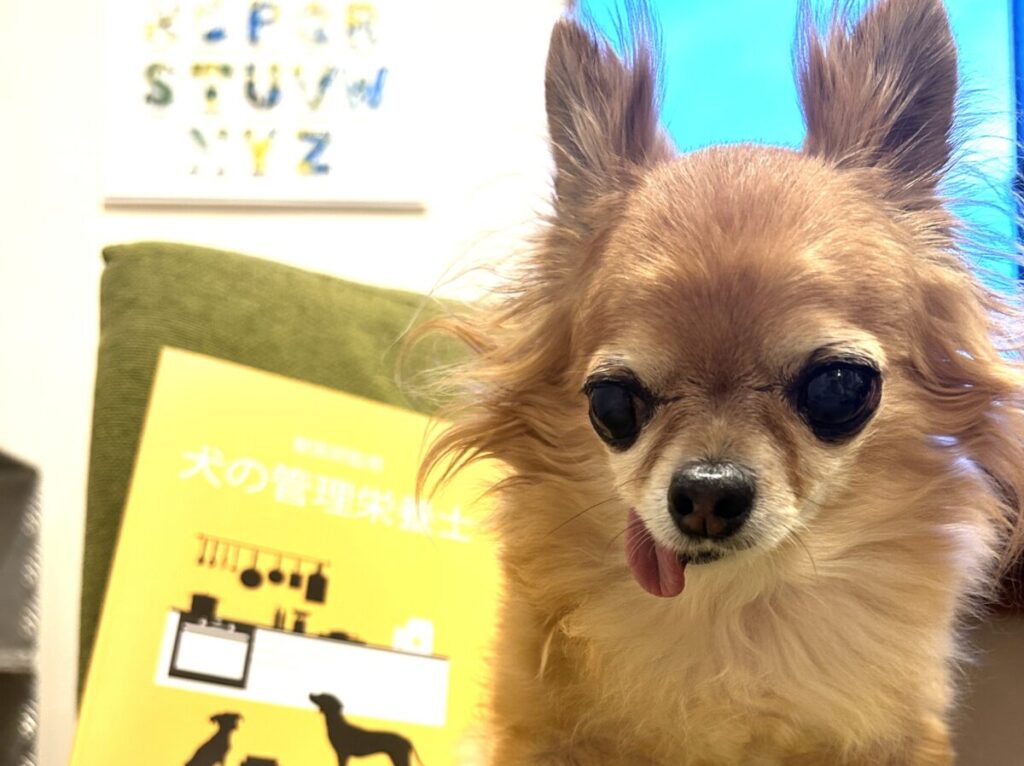 犬の管理栄養士のテキストと椅子に座る保護犬チワワのラテまる