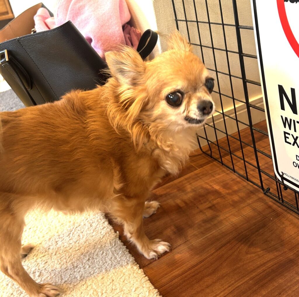 脱走防止柵と保護犬チワワ（ラテまる）