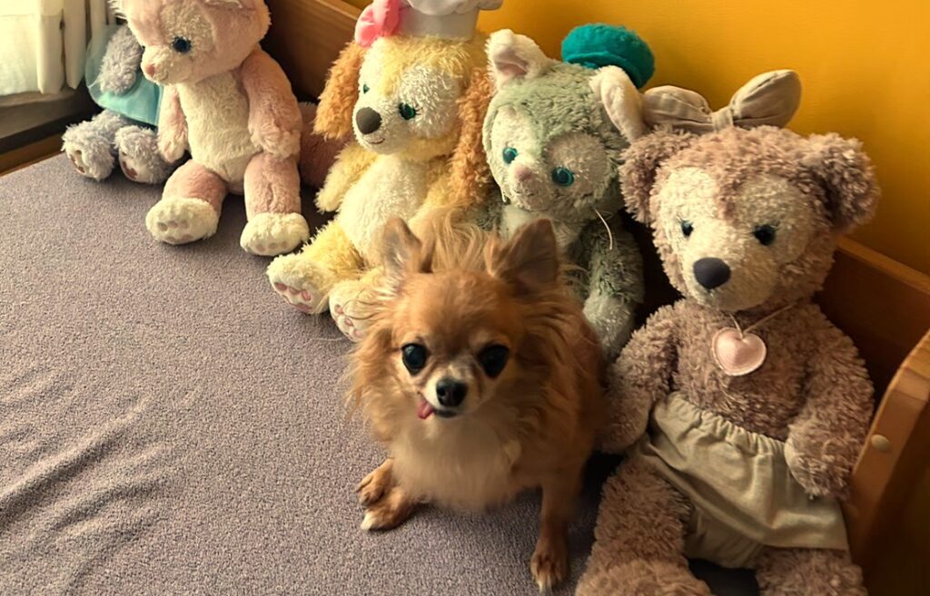 お気に入りのベッドでぬいぐるみと落ち着いて過ごす保護犬チワワのラテまる