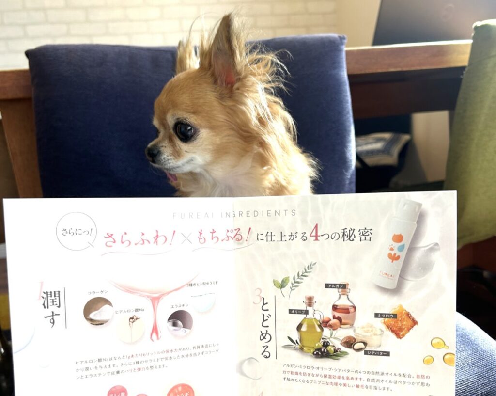 FUREAi肉球ジェルのプルプルに仕上がる4つの秘密説明イラストと保護犬チワワのラテまる