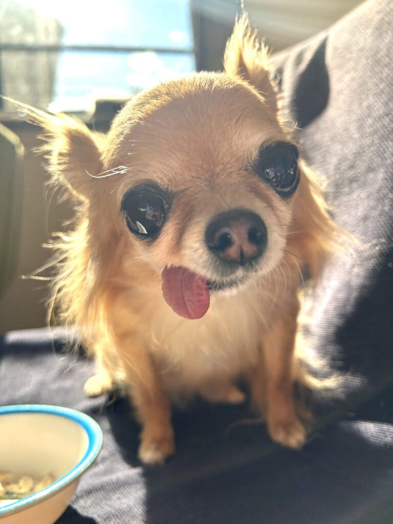 アイコンタクトを取りながら飼い主を見つめる保護犬チワワのラテまる