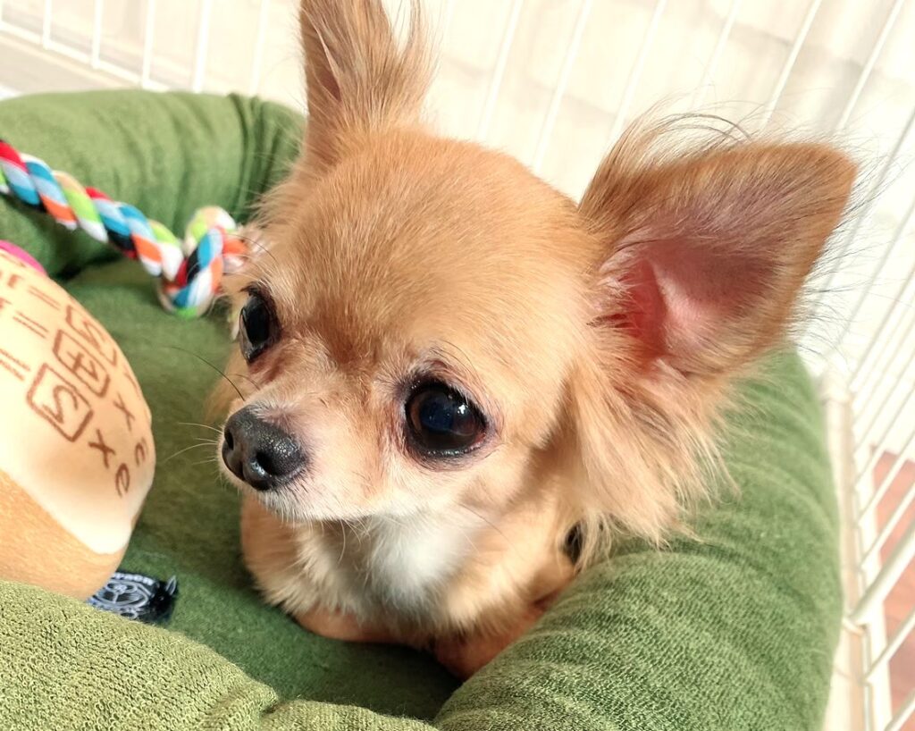 お気に入りの犬用ベッドでくつろぐ保護犬チワワのラテまる
