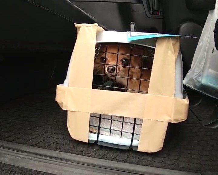 空港で初めて会った保護犬チワワのラテまる