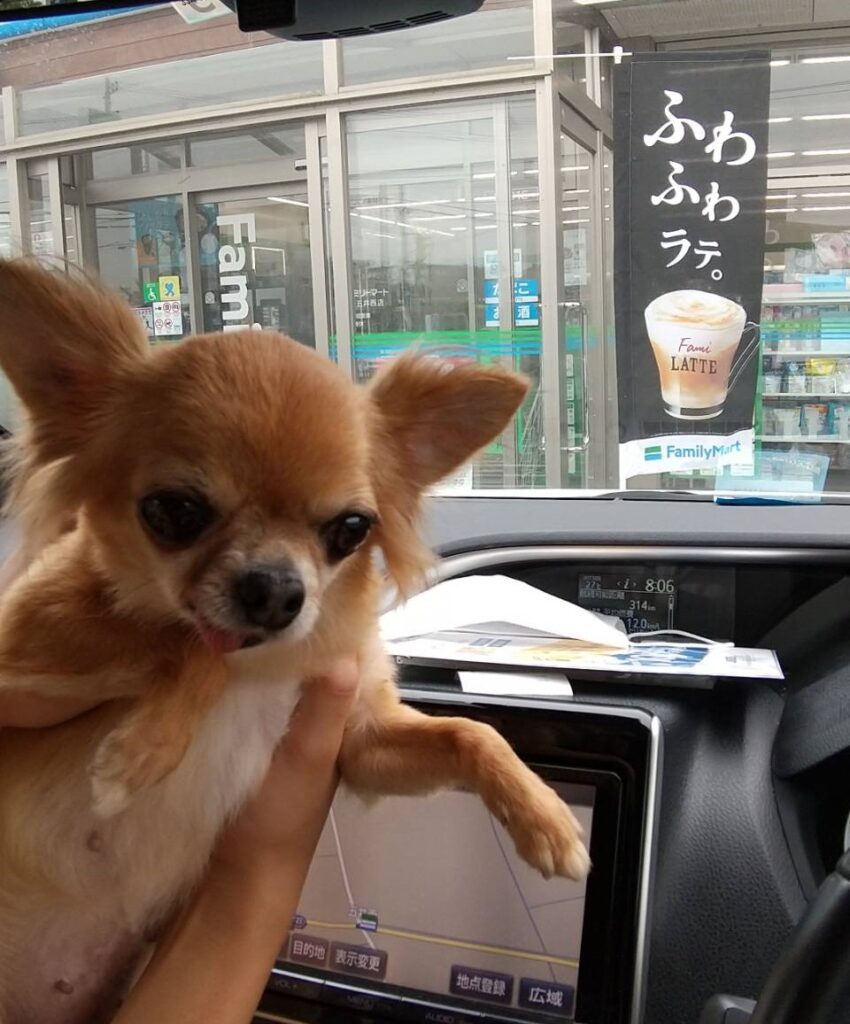 カフェラテのような毛色の保護犬チワワ(ラテまる)