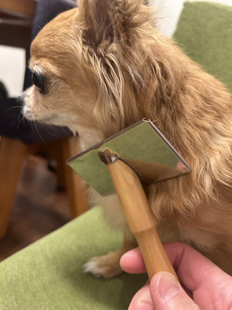 抜け毛ケアでスリッカーブラシをかけられているチワワのラテまる