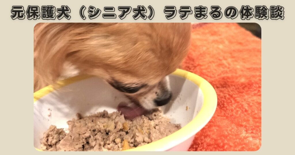 元保護犬（シニア犬）ラテまるの体験談