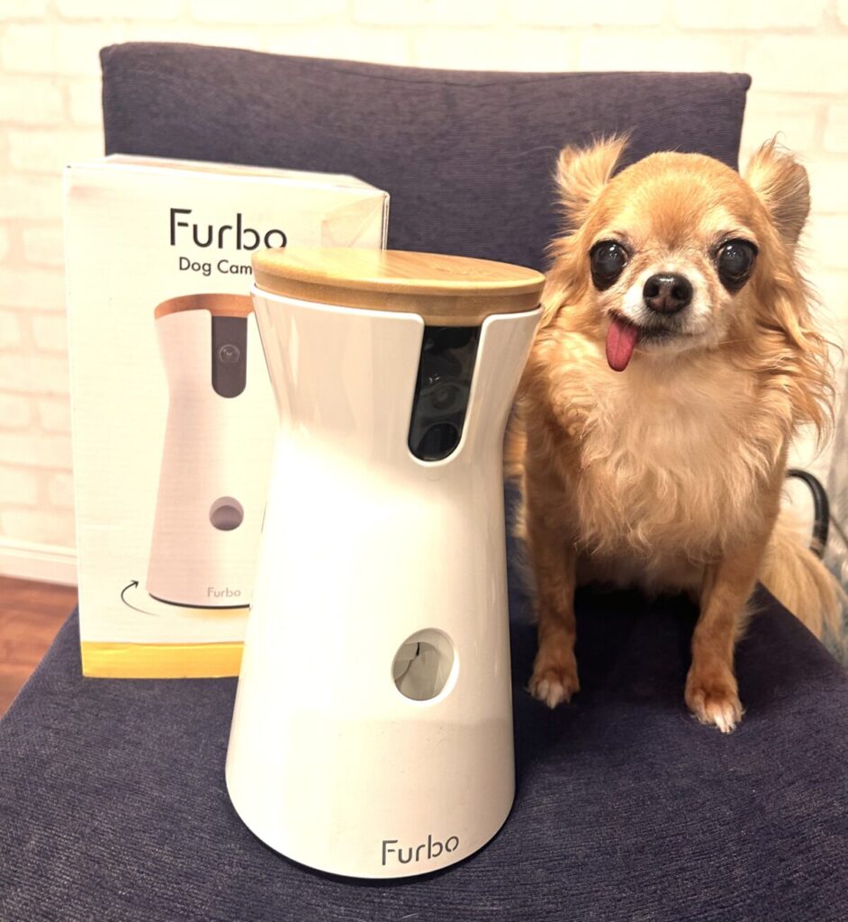 ファーボドッグカメラと保護犬チワワのラテまる