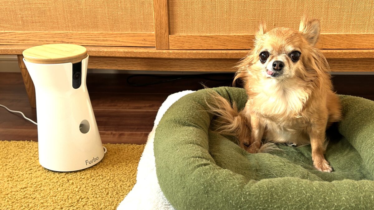ファーボと保護犬チワワのラテまる