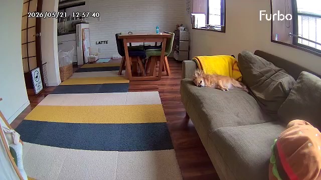 留守番中の保護犬チワワのラテまるをペットカメラで確認している画面