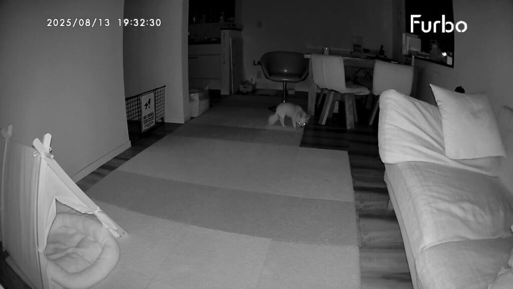 Furbo(ファーボ)ドッグカメラの暗視機能で撮影された室内。家具の間を歩く保護犬チワワのラテまるが中央に映っている。