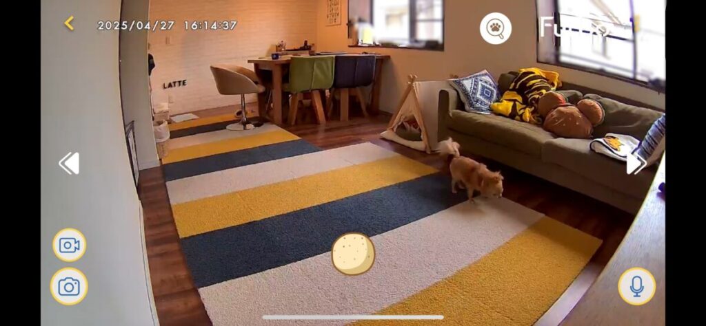 タイルカーペットを敷いたリビングを走るチワワのラテまる