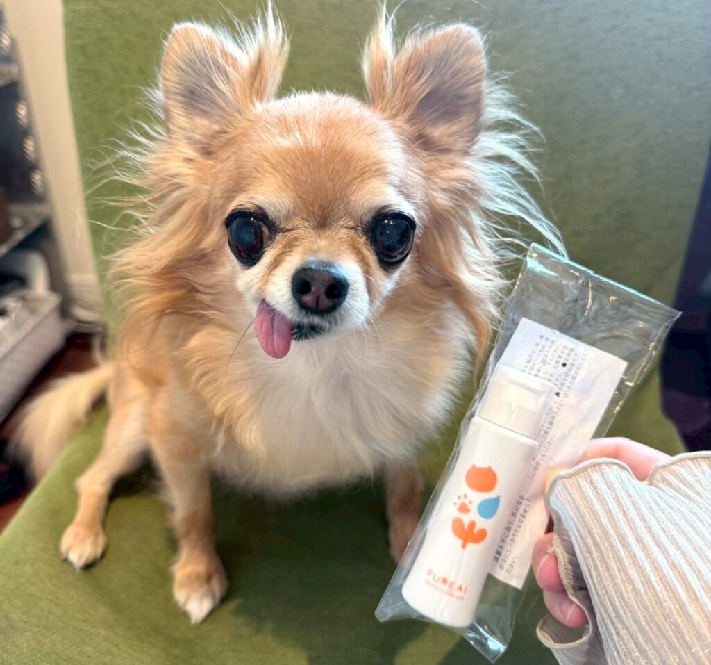 ふれあい肉球ジェルとラテまるが並んでいる写真（保護犬チワワ）