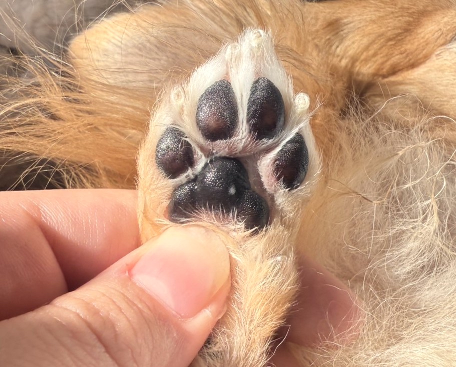 保護犬チワワ（ラテまる）肉球
