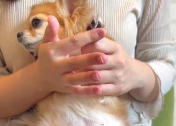 保護犬チワワのラテまるに肉球ジェルを塗っている様子