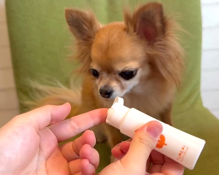 指先に犬用の肉球ジェルを取ってケアの準備をしている様子