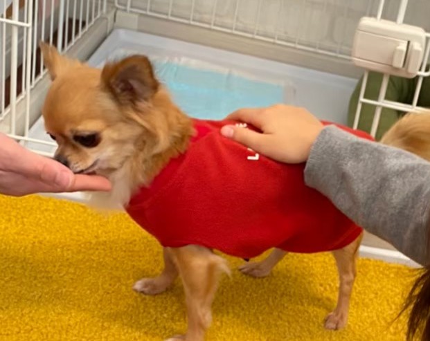 来客時にハウスへ誘導される保護犬チワワのラテまる