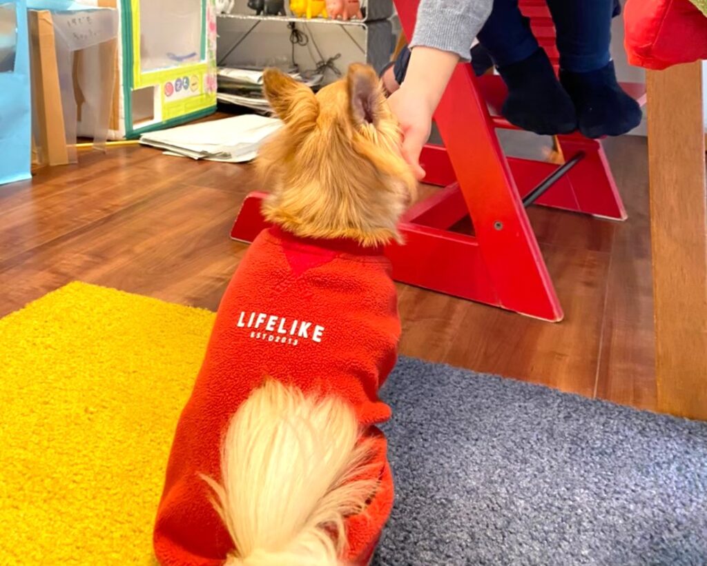 手からしかご飯を食べない保護犬チワワのラテまるが、娘にご飯をもらっている様子