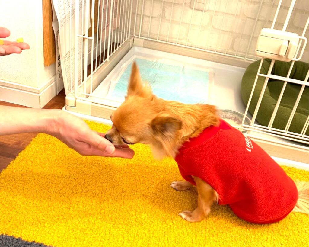 手からご飯をもらっている保護犬チワワのラテまる