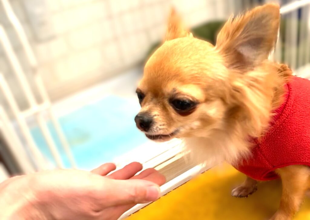 手からご飯を食べるチワワのラテまる 食いつきに悩んでいた頃の様子