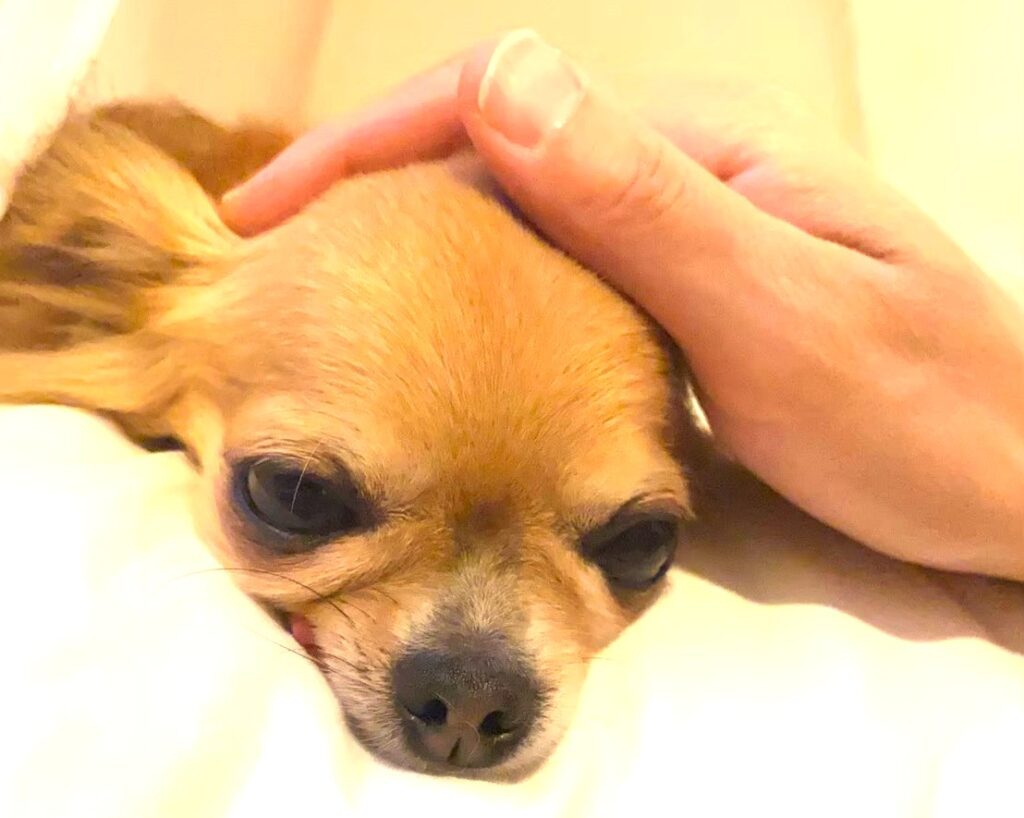 手からしかご飯を食べない保護犬チワワのラテまるが、撫でられている様子