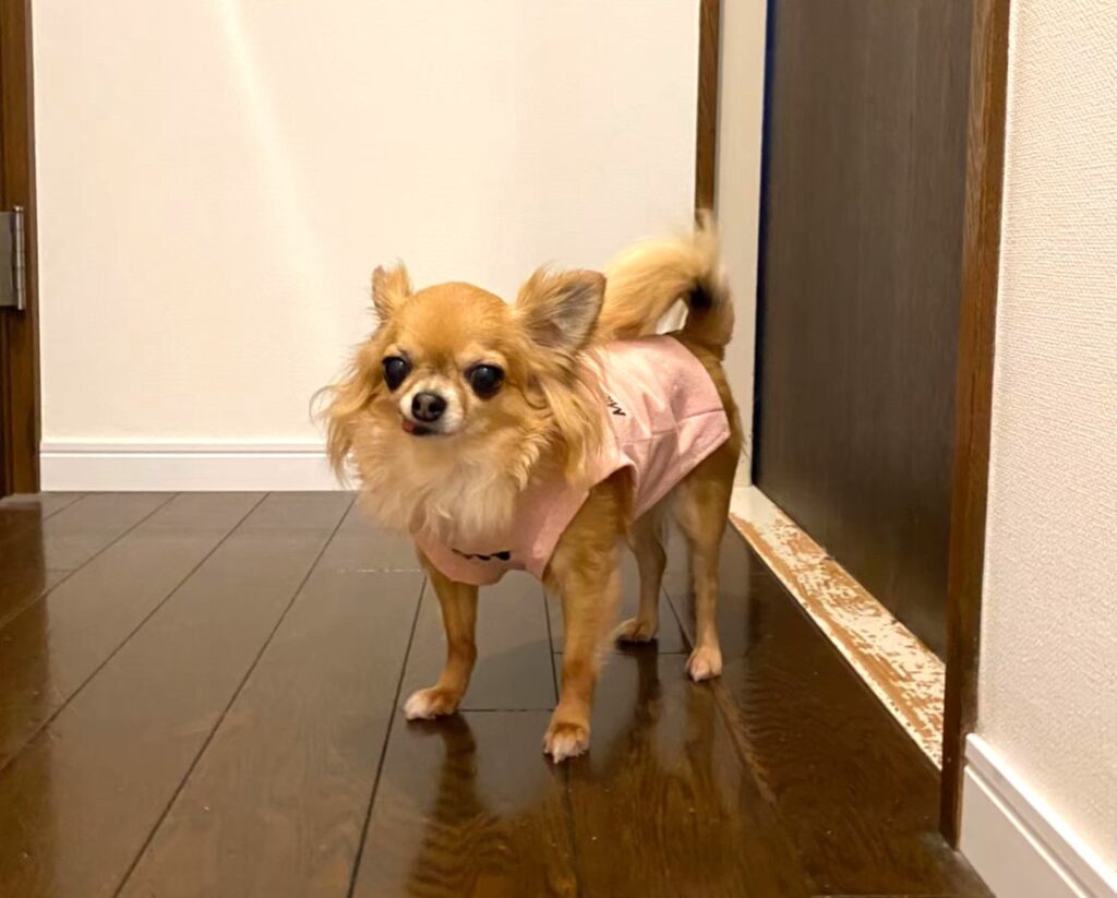 飼い主の後をついて廊下を歩くチワワのラテまる