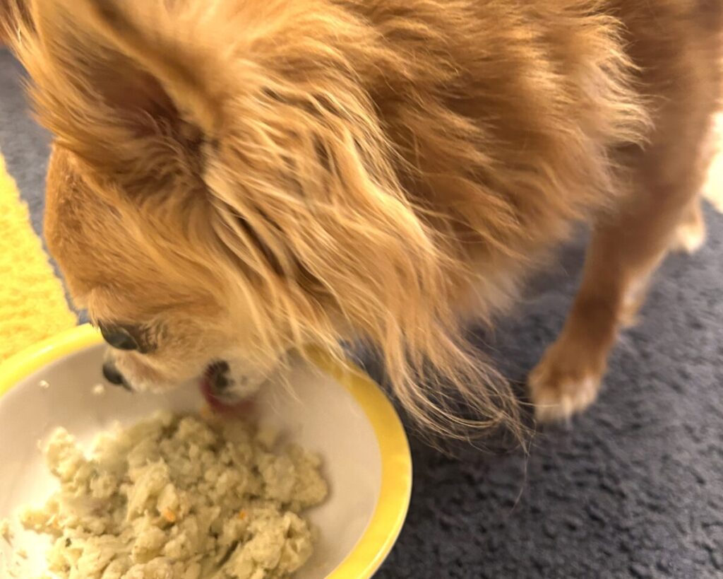 ヒューマングレードのウェットドッグフードを食べる保護犬チワワのラテまる