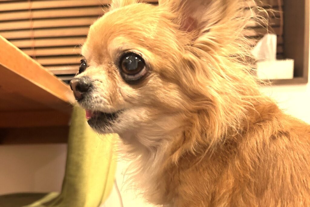 知らない人の気配に不安を感じ、警戒した表情を見せるチワワのラテまる