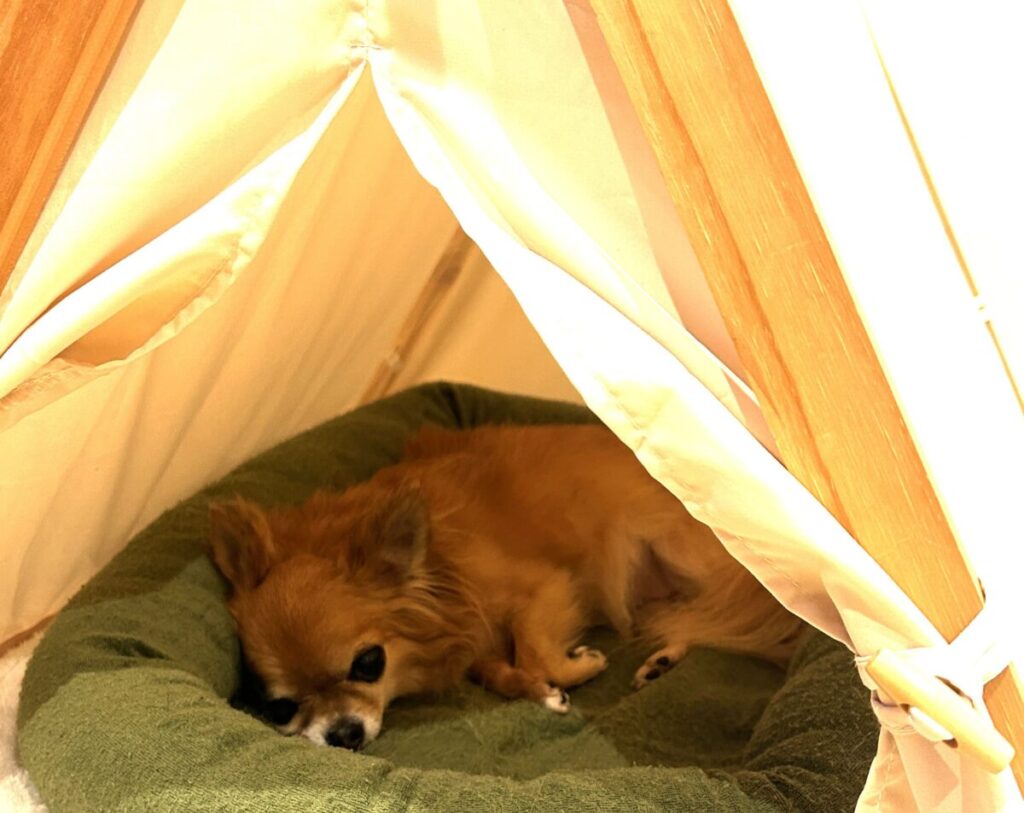 安心できるお気に入りのテントでリラックスして眠るチワワのラテまる