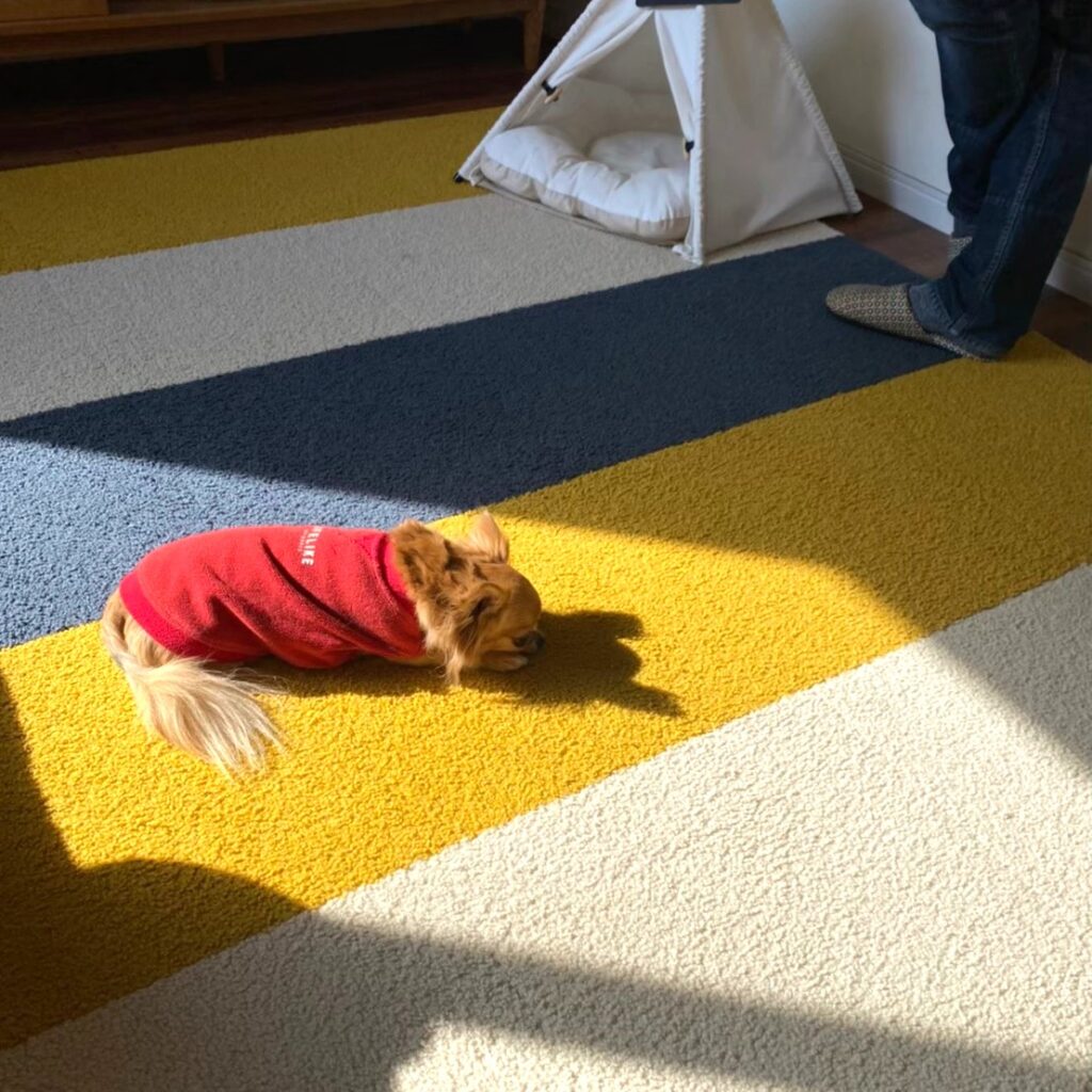 タイルカーペットの上で日向ぼっこするチワワのラテまる