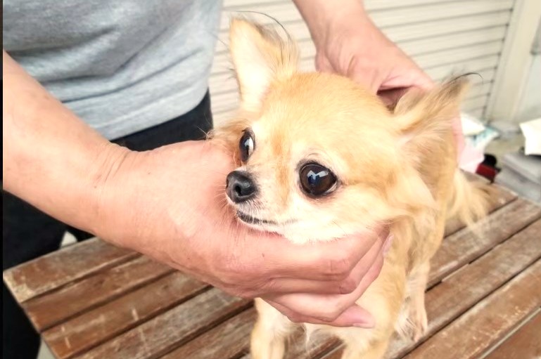 譲渡を待ちながら保護施設で過ごしていた保護犬チワワのラテまる