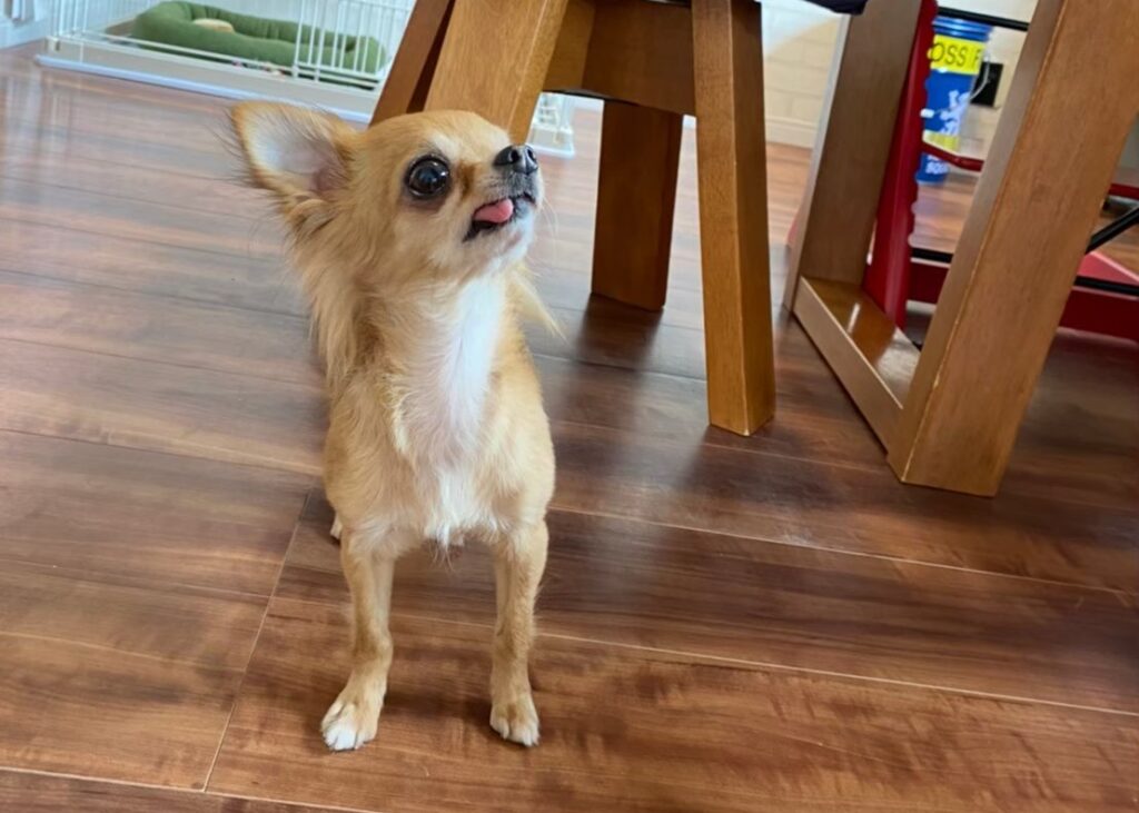 チワワのラテまるがフローリングの上で上を見上げている写真