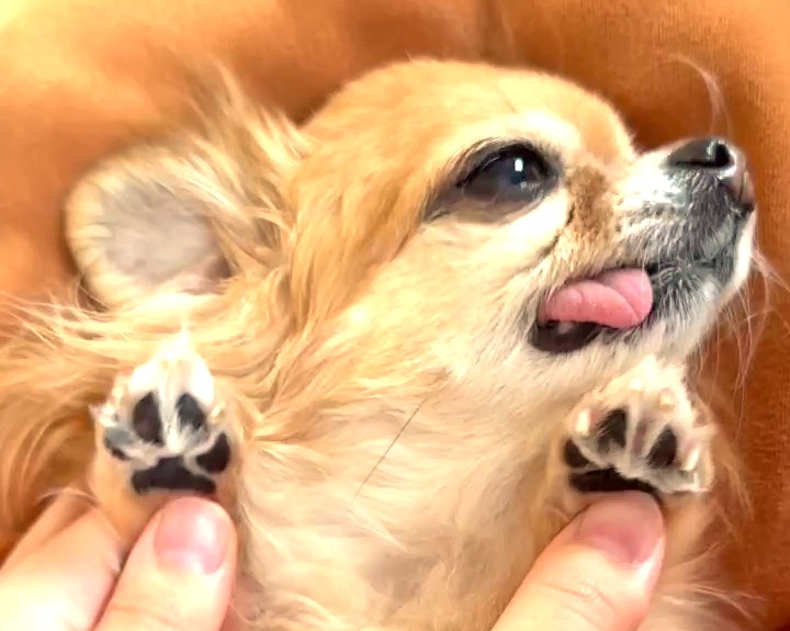 肉球マッサージを受けてウトウトしている保護犬チワワのラテまる