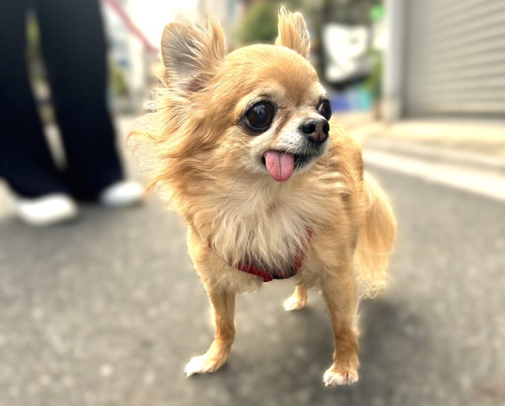 保護犬チワワのラテまるが、楽しそうに散歩している様子