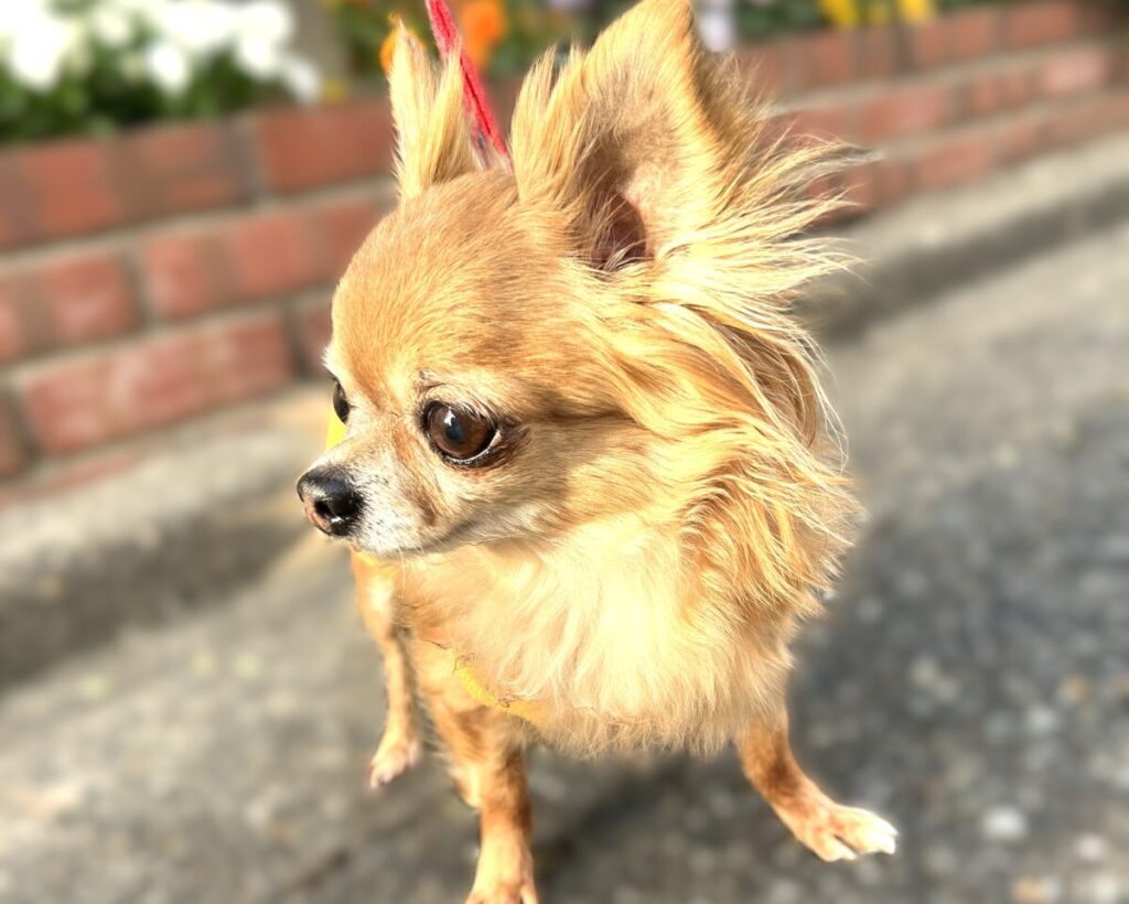 保護犬チワワのラテまるが、楽しそうに散歩している様子