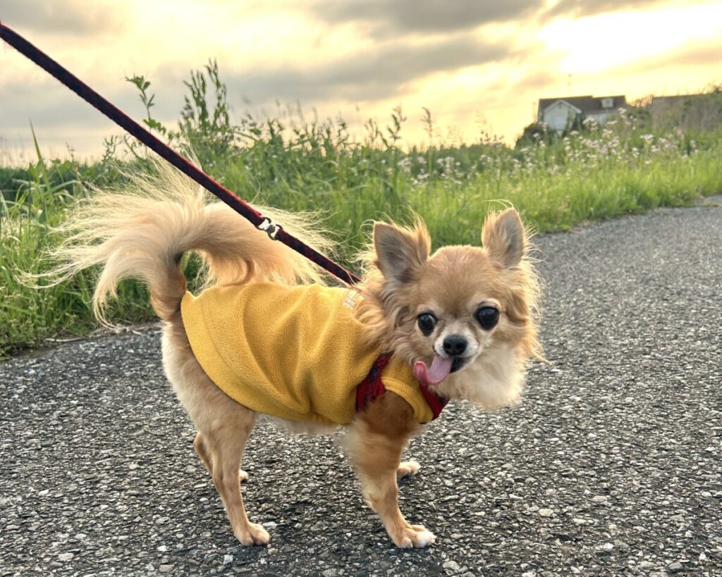 保護犬チワワのラテまるが、夕焼けの中、楽しそうに散歩している様子