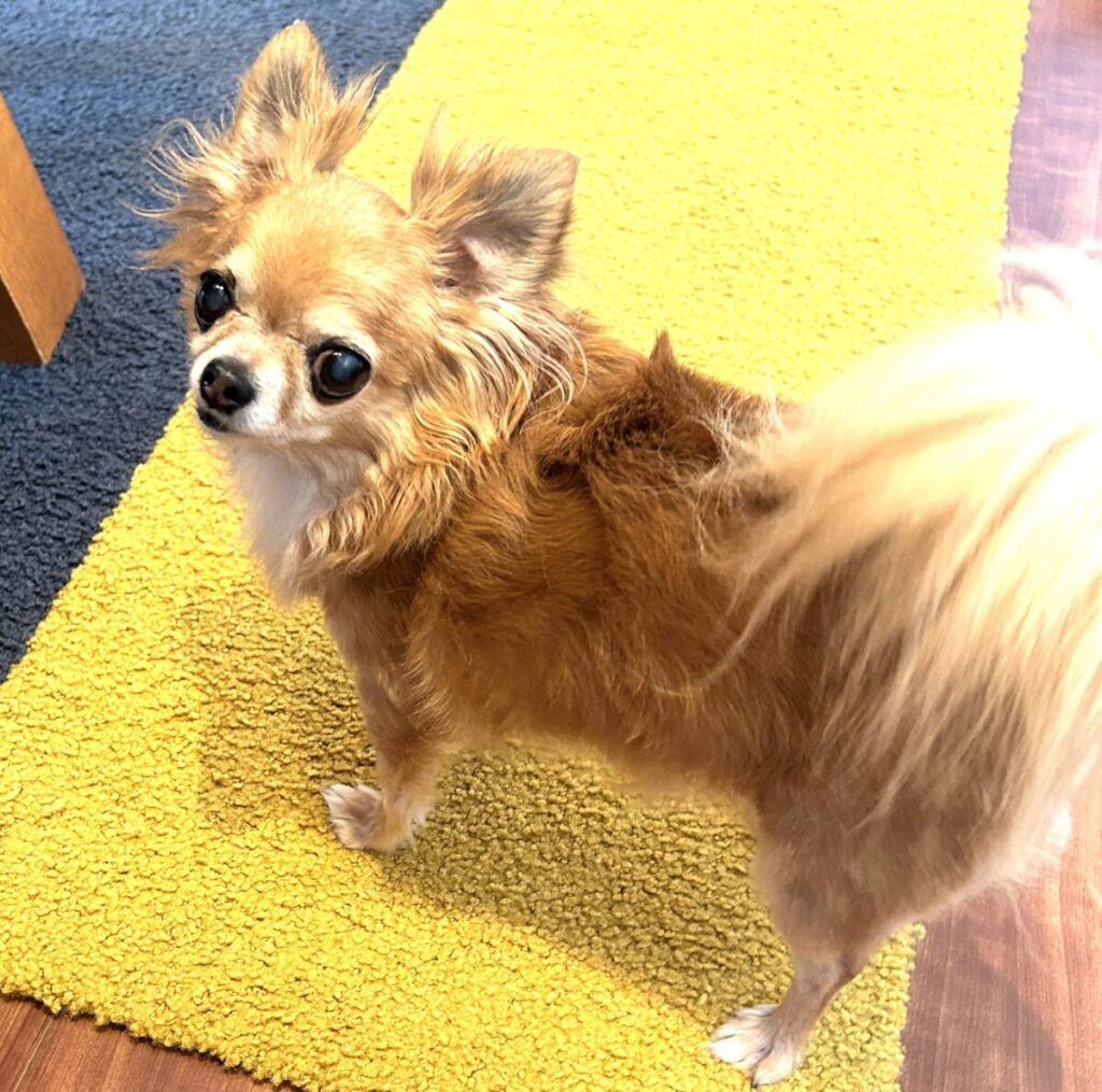 カーペットの上でくつろぐ保護犬チワワのラテまる