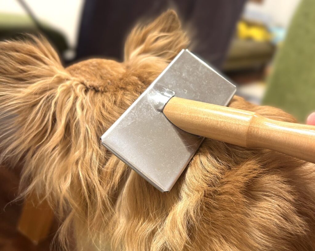 チワワのラテまるの頭の後ろをブラッシングしている様子(やさしくケアする抜け毛対策)