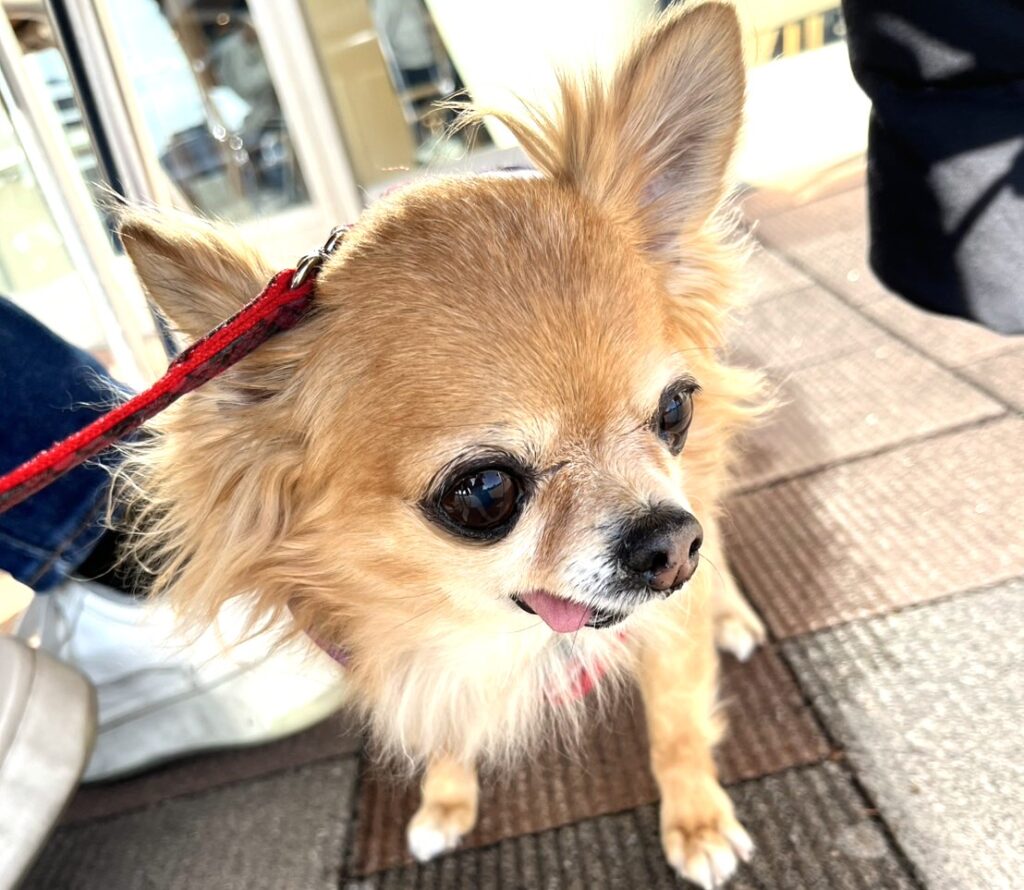 散歩中のチワワ・ラテまる。被毛の生え変わりで抜け毛が起きるのは自然なこと