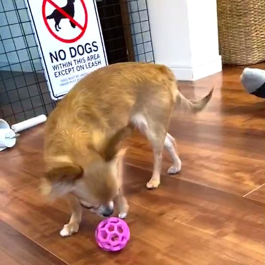 共働き家庭の留守番中に知育玩具で遊ぶチワワのラテまる