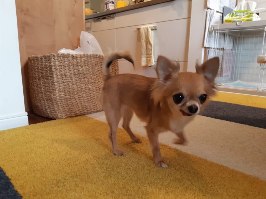 タイルカーペットの上を滑らずに走り出すチワワのラテまる