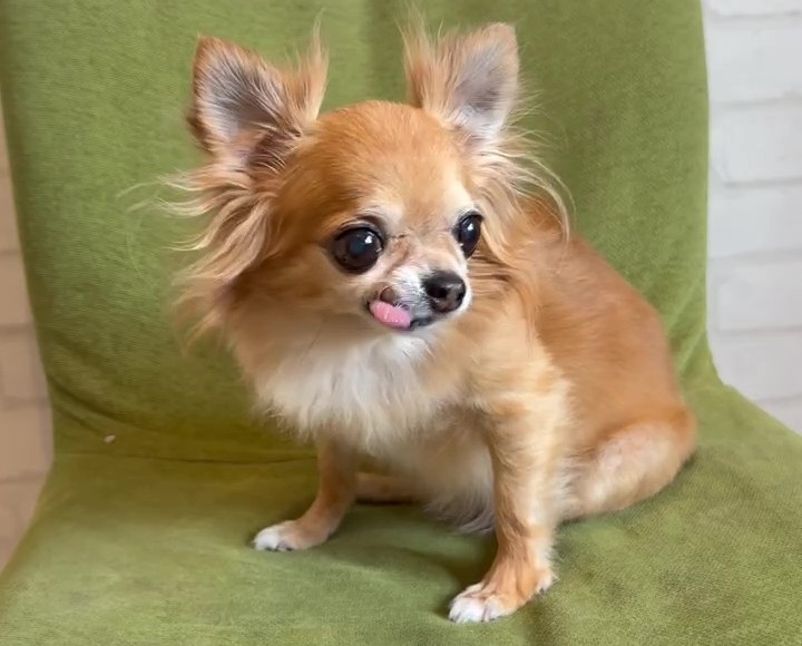 椅子の上にちょこんと座るチワワのラテまるが勉強を見守るイメージ