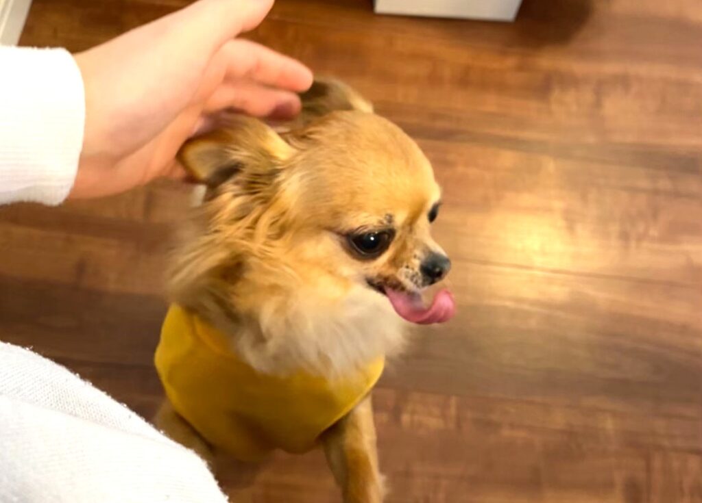 滑りやすいフローリングで立ち止まるチワワのラテまる