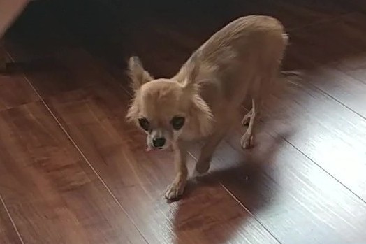 滑りやすいフローリングを不安そうに歩くチワワのラテまる