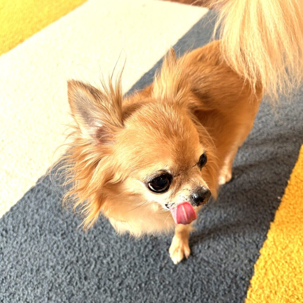 タイルカーペットの上を歩く舌を出したチワワのラテまる